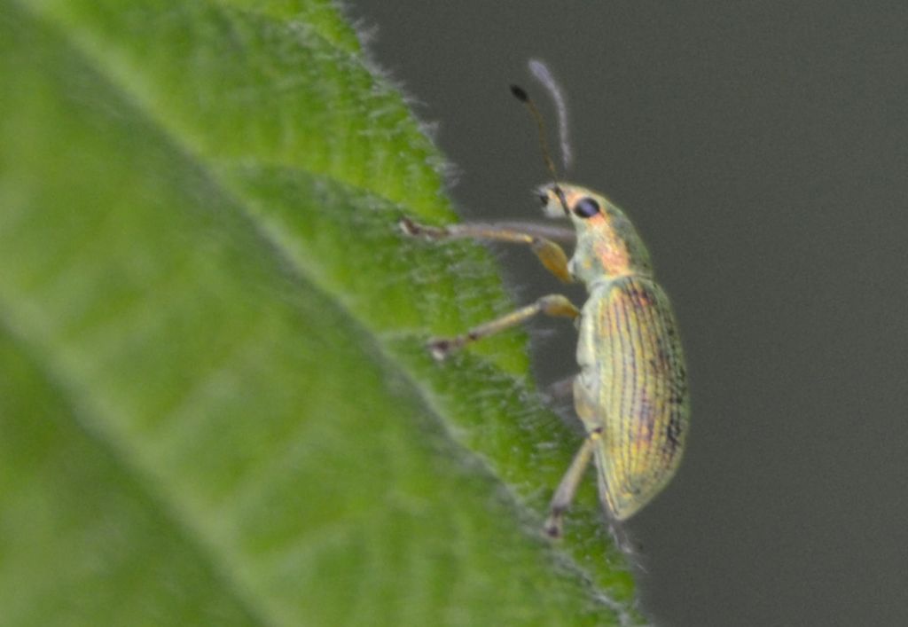 Polydrusus formosus